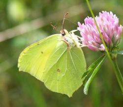 gonepteryx-rhamni.jpg
